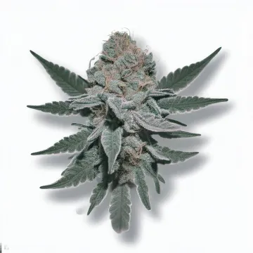 Example of Velvet Moon cannabis available for order on Ganjacy.com