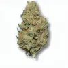 A Cookie Stomper Cannabis bud from Ganjacy.com