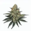 A Dutch Treat Cannabis bud from Ganjacy.com