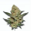 An El Chapo Cannabis bud from Ganjacy.com