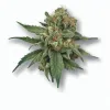 A Grease Monkey Cannabis bud from Ganjacy.com