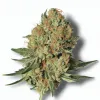 A Mac n Cookie Cannabis bud from Ganjacy.com
