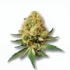 A Mango Tango Cannabis bud from Ganjacy.com