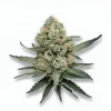 A Mendo Breathe Cannabis bud from Ganjacy.com