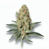 A Sun Lounger Cannabis bud from Ganjacy.com
