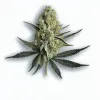 An Ursa Major Cannabis bud from Ganjacy.com