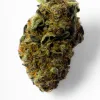 A Black Truffle Monkey Cannabis bud from Ganjacy.com