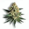 A Creme Brulee Cannabis bud from Ganjacy.com