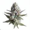 Order Lilac Diesel cannabis at Ganjacy.com