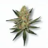 A Miss X Cannabis bud from Ganjacy.com