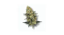 A Chemistree Cannabis bud from Ganjacy.com