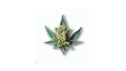 A Fruit Spirit Cannabis bud from Ganjacy.com