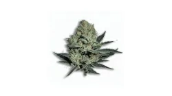 A Platinum OG Cannabis bud from Ganjacy.com