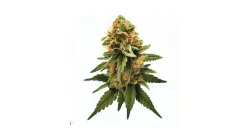 Runtz cannabis bud from Treez on Deck Pattaya on Ganjacy.com