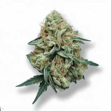 A Wedding Cake Cannabis bud from Ganjacy.com