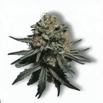 A Gorilla Cannabis bud from Ganjacy.com