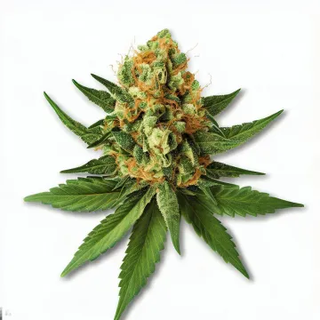 Sour lemon Kush cannabis bud on Ganjacy.com