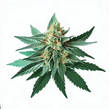 Tropicana cannabis bud from Treez on Deck Pattaya on Ganjacy.com