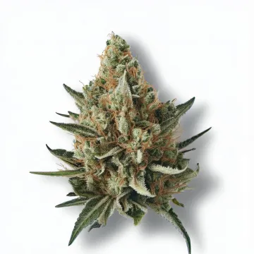 An Acapulco Gold Cannabis bud from Ganjacy.com