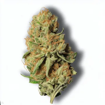 An Animal Runtz Popcorn Cannabis bud from Ganjacy.com