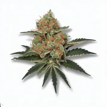 An Apple Jack Cannabis bud from Ganjacy.com
