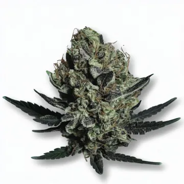 A Black Dog Cannabis bud from Ganjacy.com