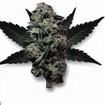 Black Truffle cannabis bud from Treez on Deck Pattaya on Ganjacy.com