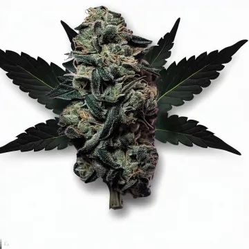 Black Truffle cannabis bud from Treez on Deck Pattaya on Ganjacy.com
