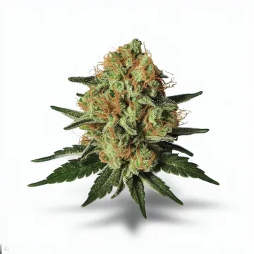 A Candy Apple Cannabis bud from Ganjacy.com
