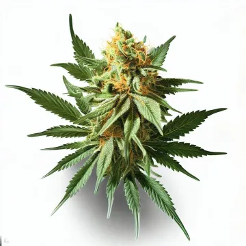 Cresendo cannabis bud from Treez on Deck Pattaya on Ganjacy.com