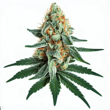 Dosilato cannabis bud from Treez on Deck Pattaya on Ganjacy.com