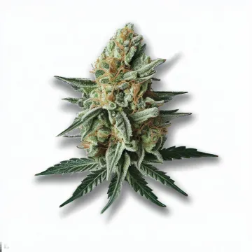 Durban Poison Cannabis bud from Ganjacy.com