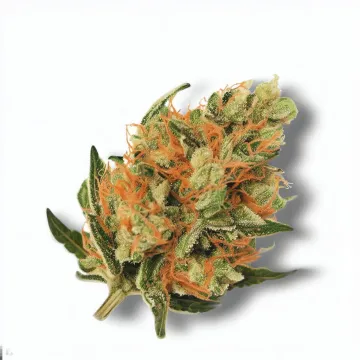 A Flamin Cheetoz Cannabis bud from Ganjacy.com