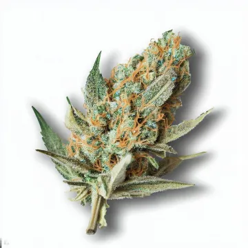 A Fritter Glitter Cannabis bud from Ganjacy.com