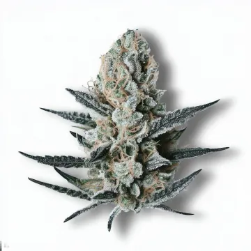 A Frozen Cookies Cannabis bud from Ganjacy.com