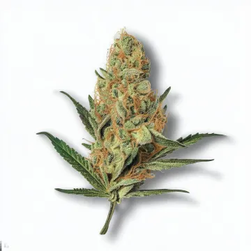 A Jack Herer Cannabis bud from Ganjacy.com