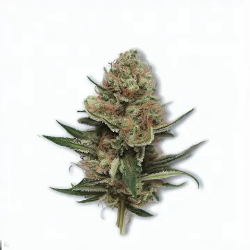 A Jungle Lava Cannabis bud from Ganjacy.com