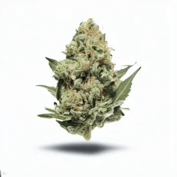 A Kush Mint Cannabis bud from Ganjacy.com