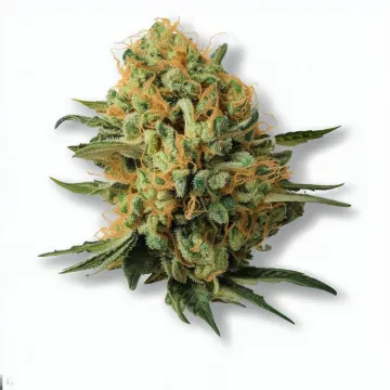 A Mac n Cheese Cannabis bud from Ganjacy.com