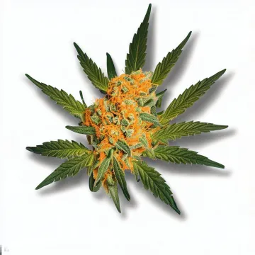 A Mandarine Sunset Cannabis bud from Ganjacy.com