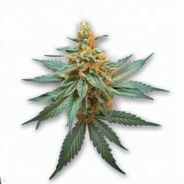 Mango Haze cannabis bud at Ganjacy.com