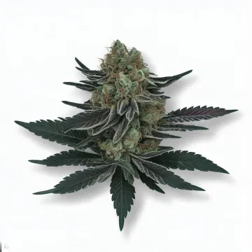 A Midnight Kush Cannabis bud from Ganjacy.com
