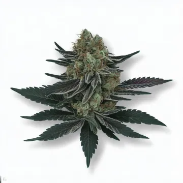 A Midnight Kush Cannabis bud from Ganjacy.com