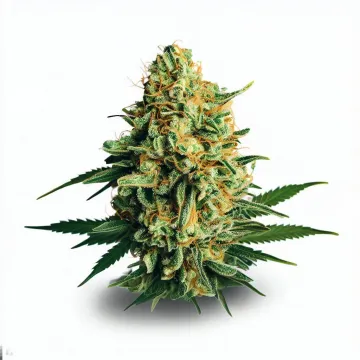 Picture of a Pineapple Cake Cannabis bud from Ganjacy.com