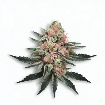 A Pink Panties Cannabis bud from Ganjacy.com