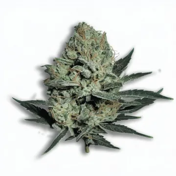 A Platinum OG Cannabis bud from Ganjacy.com
