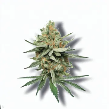 A Power Cannabis bud from Ganjacy.com