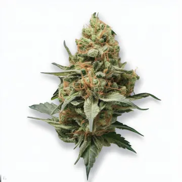 An RS-11 Cannabis bud from Ganjacy.com