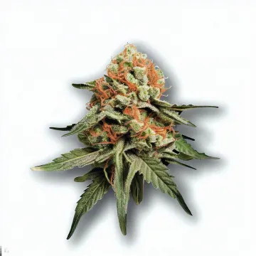 A Red Chile Cannabis bud from Ganjacy.com