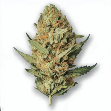 A Runtz Cali Cannabis bud from Ganjacy.com